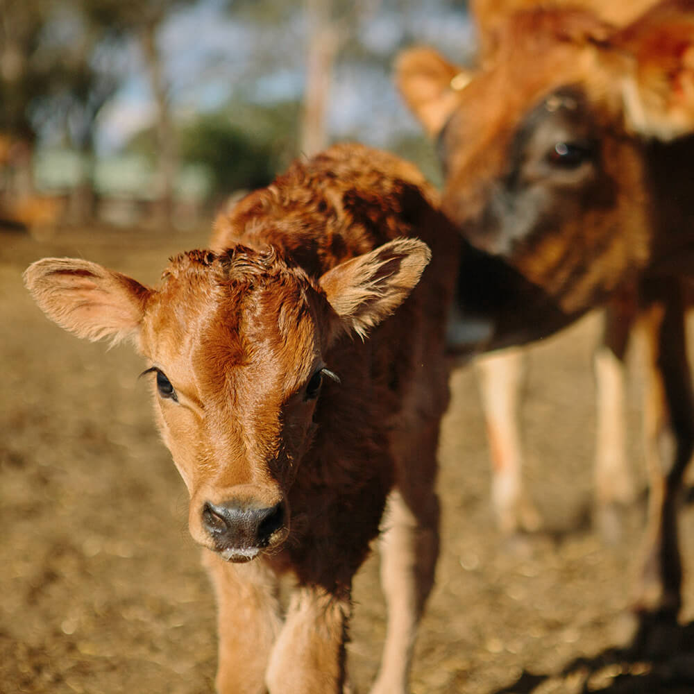 ABS anuncia programação da empresa para a Expogenética 2020 - ABS Brasil -  Genética bovina: Touros, sêmen e embriões